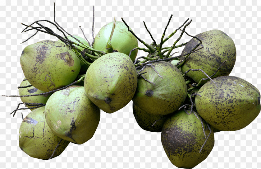 Coconut Water Milk Food PNG