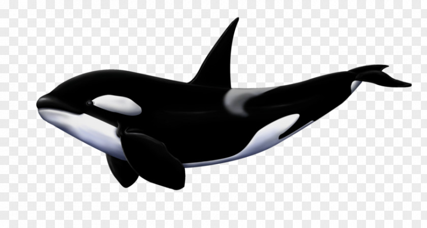 Shark Great White Killer Whale Megalodon PNG