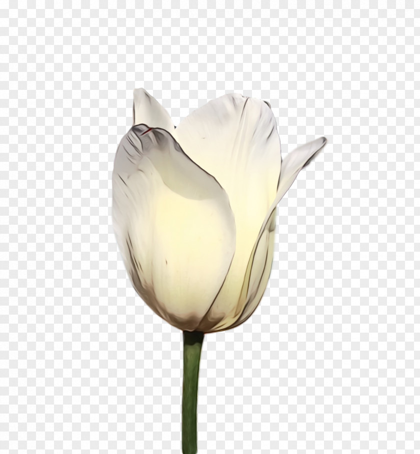 White Tulip Flower Petal Plant PNG