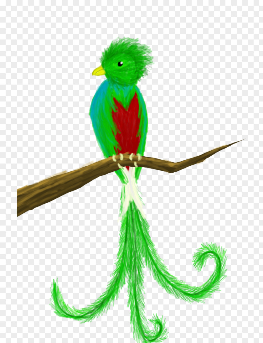 Cute Quetzal Cliparts Guatemala Bird Drawing Clip Art PNG