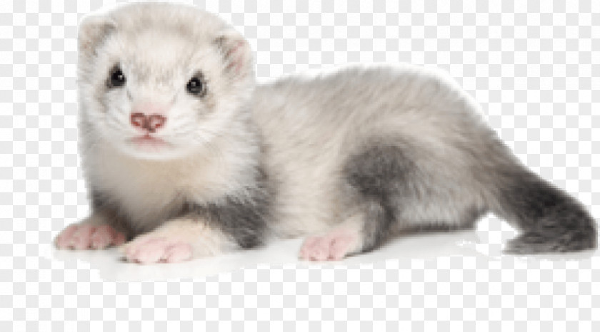 Ferret Polecat-ferret Hybrid Stock Photography Pet PNG