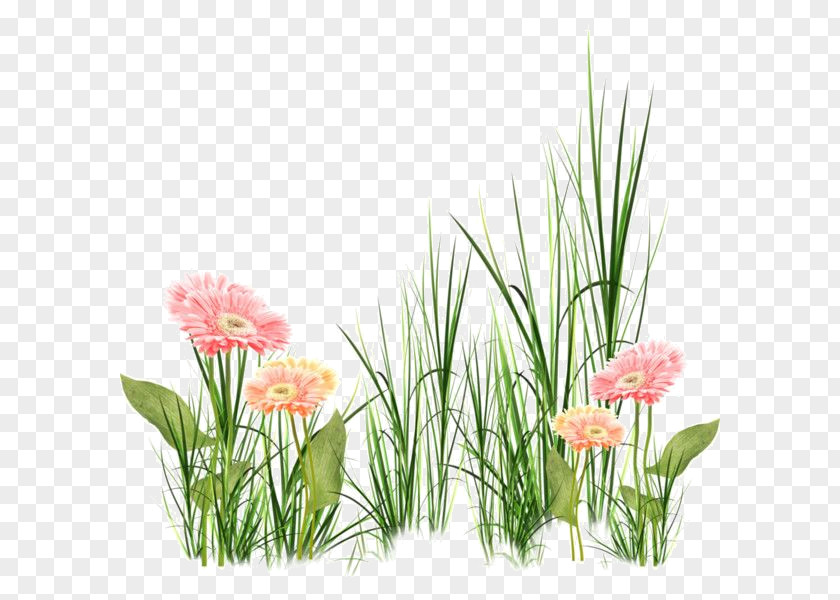 Flower Floral Design Clip Art Grasses PNG