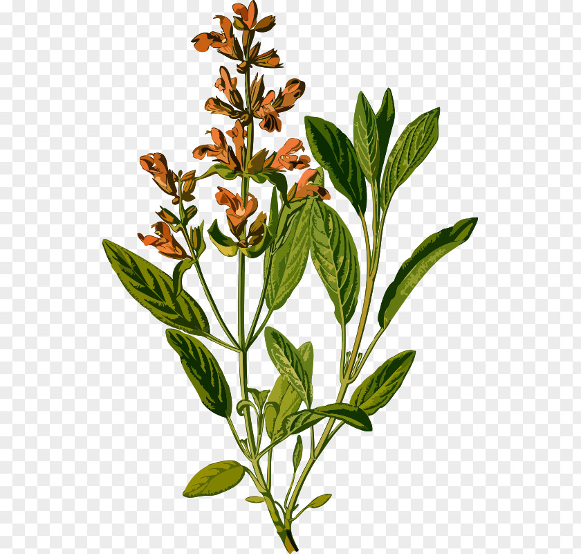 Plant Common Sage Botanical Illustration Köhler's Medicinal Plants Botany PNG