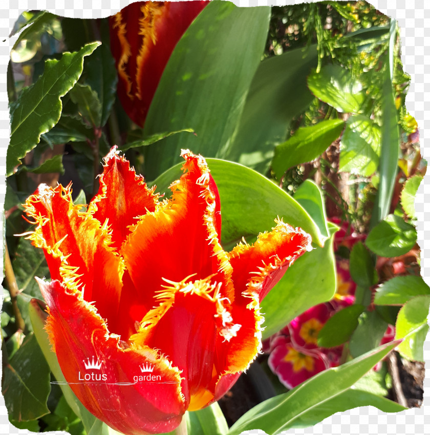 Tulip Petal Annual Plant PNG