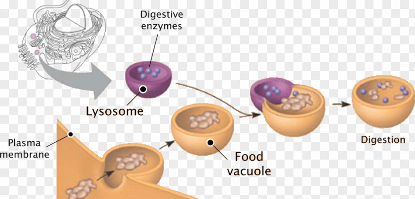 Lysosome Plant Cell Peroxisome Vesicle PNG