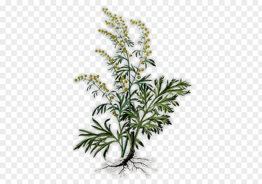 Plant Absinthe Common Wormwood Herb Artemisia Pontica PNG