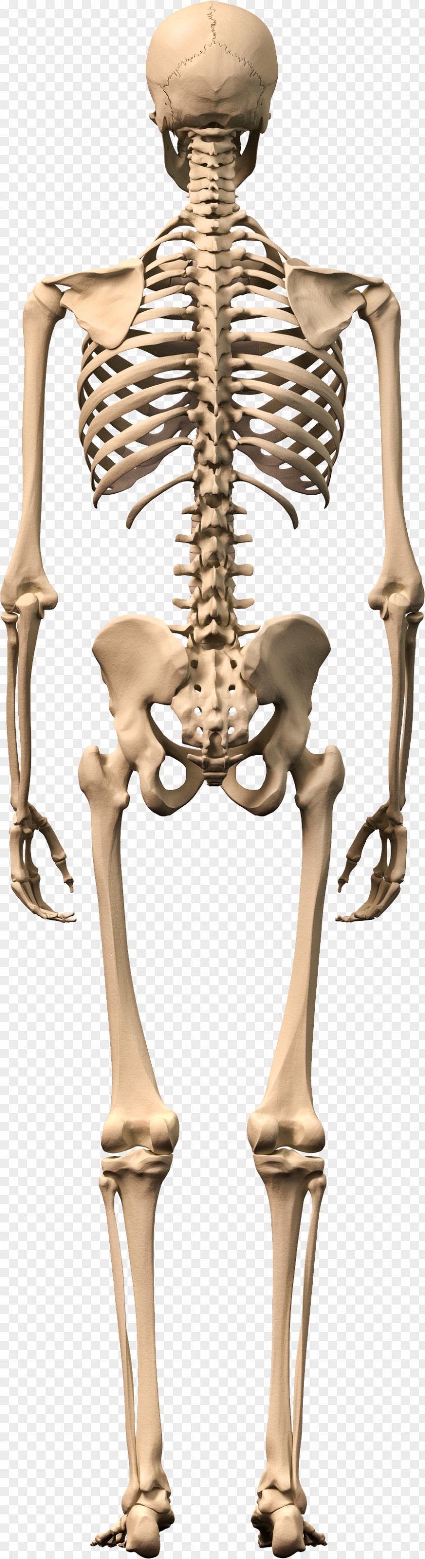 Skeleton Human Body Stock Photography Bone PNG