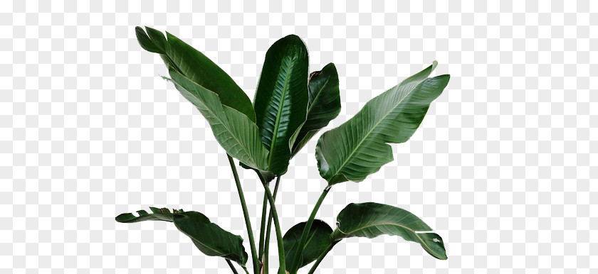 Tropical Leaves Leaf Garden Plant Watering Can Irrigation PNG