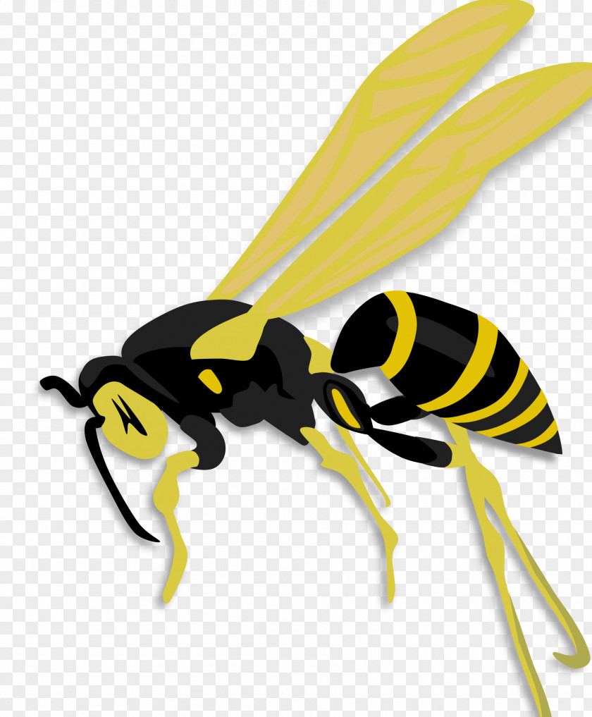 Bumble Bee Insect Honey Hornet Wasp PNG