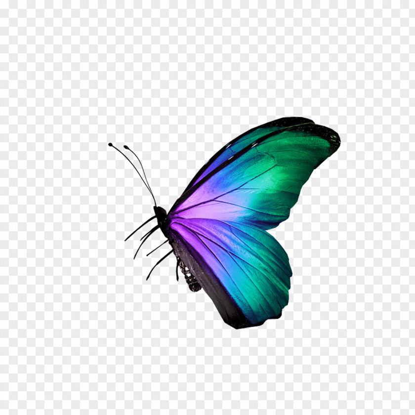 Butterfly Raster Graphics Icon PNG