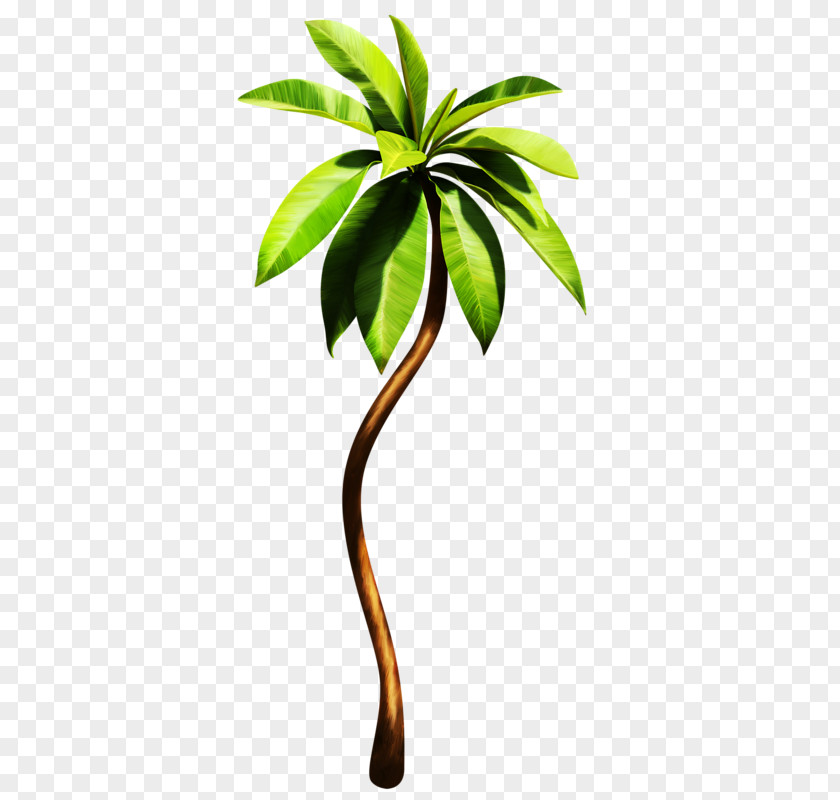 Green Tropical Plants Arecaceae Plant Tropics Euclidean Vector PNG