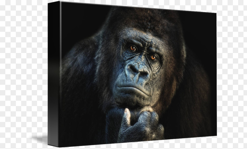 Orangutan Ape Wildlife Western Lowland Gorilla Canvas PNG