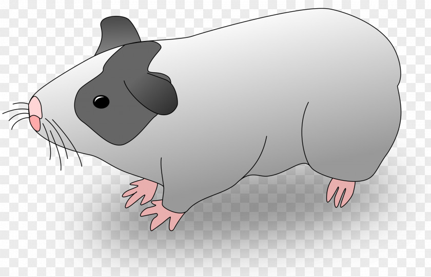 Pig Guinea Drawing Clip Art PNG