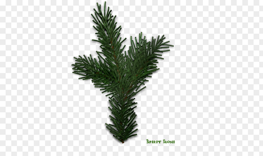 Spruce Fir Christmas Pine PNG