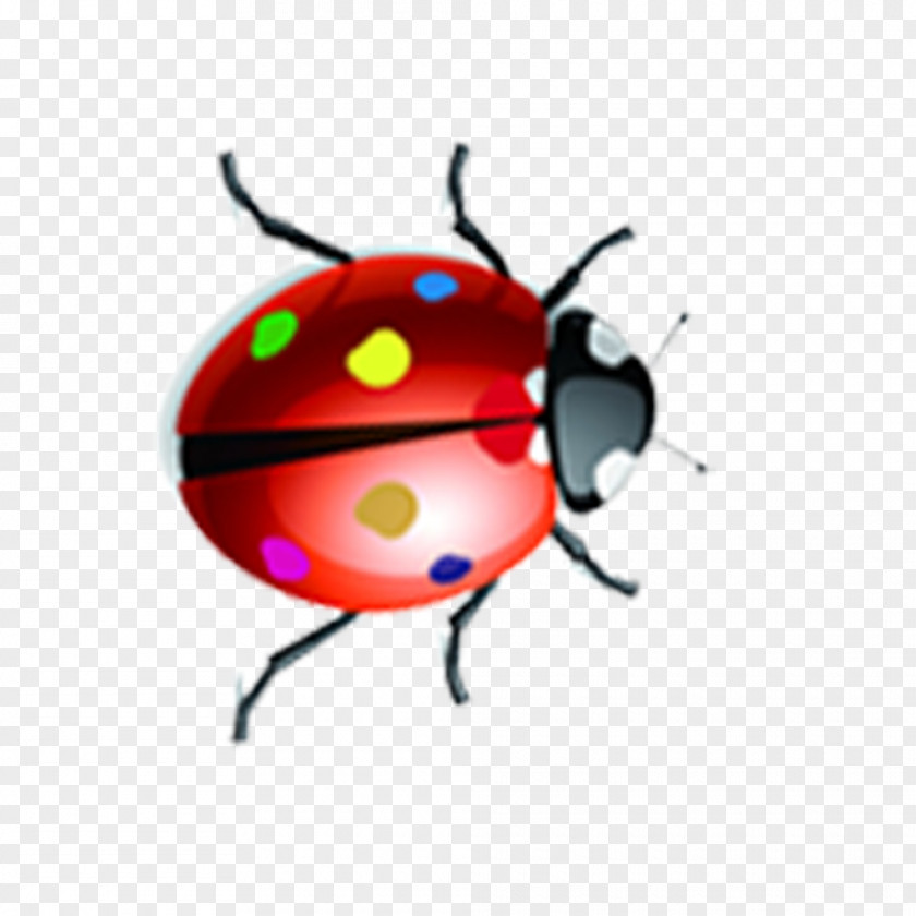Cartoon Insects Ladybird Insect Drawing PNG