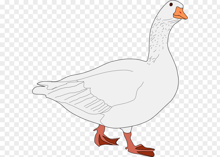 Goose Canada Bird Clip Art PNG