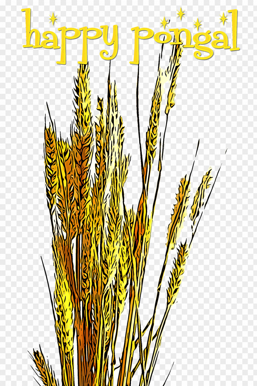 Plant Elymus Repens Grass Family Cereal Germ PNG