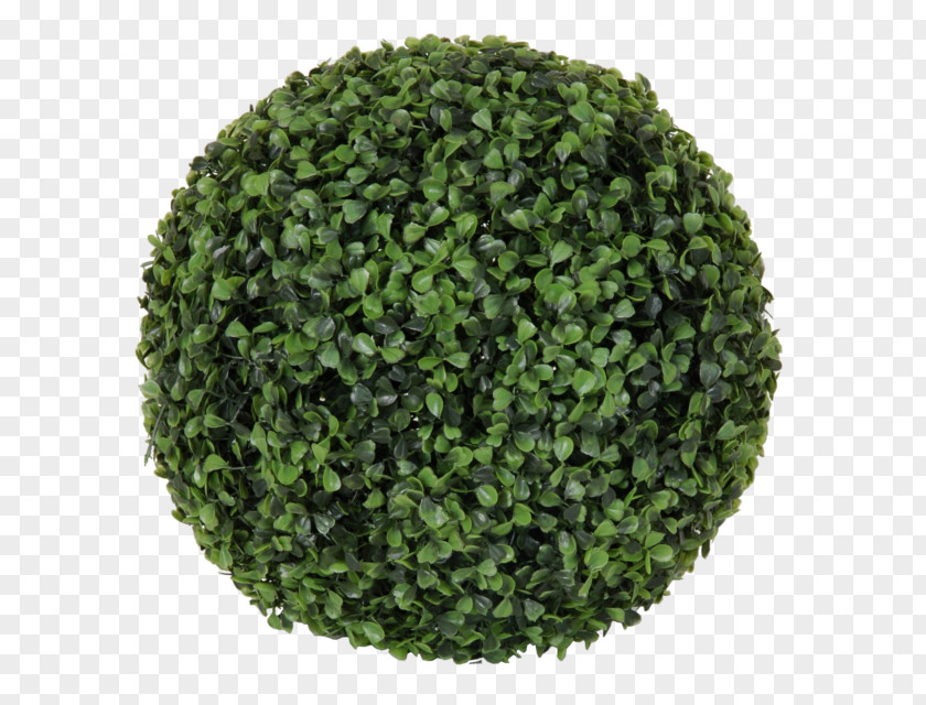 Plant Topiary Buxus Sempervirens Shrub Flowerpot PNG