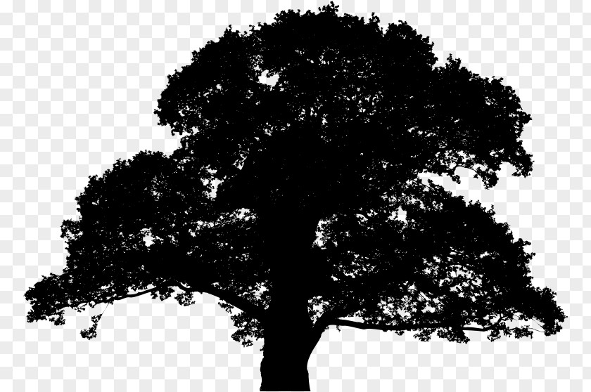Tree English Oak Sessile Plant PNG