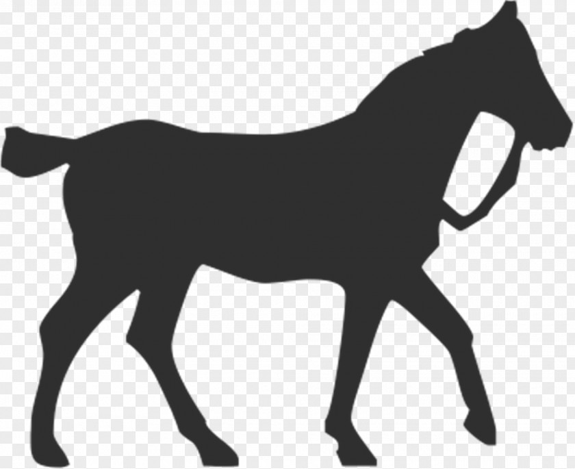 Whitehorse Horse Silhouette Equestrian Pet PNG