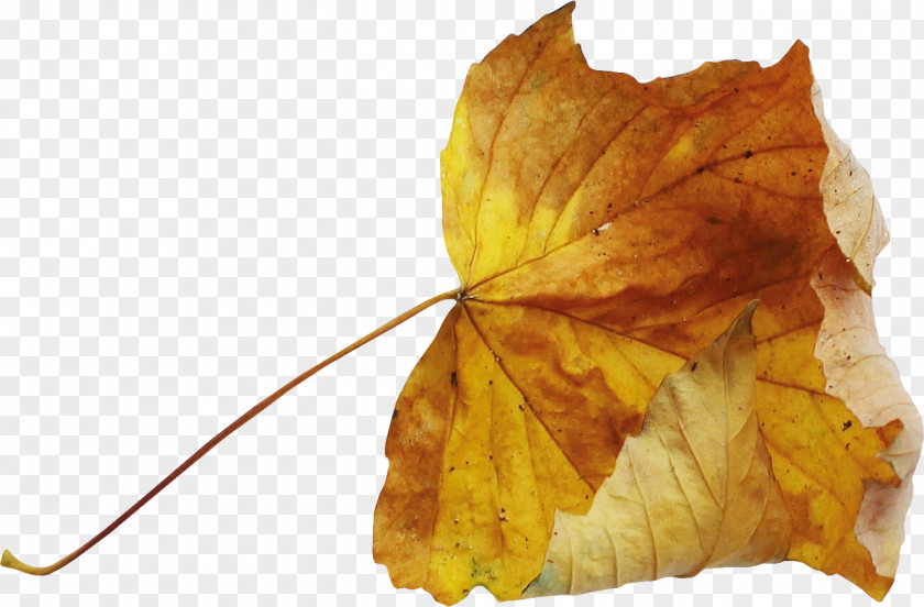Autumn Leaves Leaf Deciduous PNG