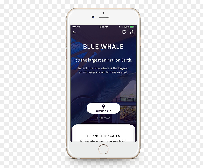 Blue Whale Smartphone American Museum Of Natural History Handheld Devices PNG