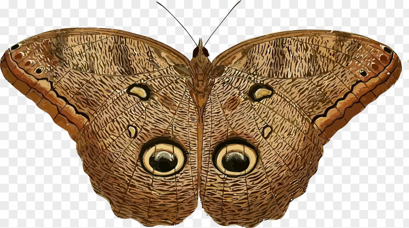 Brown Butterfly Owl Insect Caligo Eurilochus Clip Art PNG