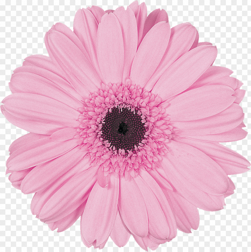 Gerbera Transvaal Daisy Cut Flowers Pink Color PNG
