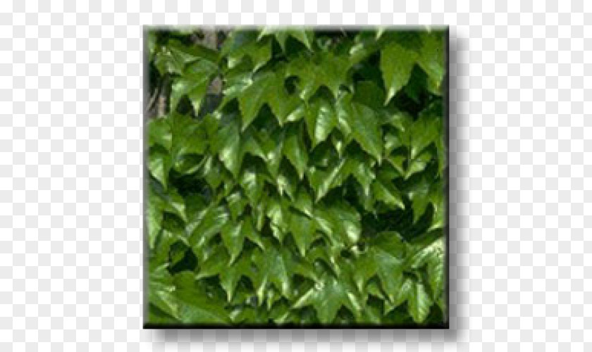 Leaf Boston Ivy Evergreen Vine Virginia Creeper PNG