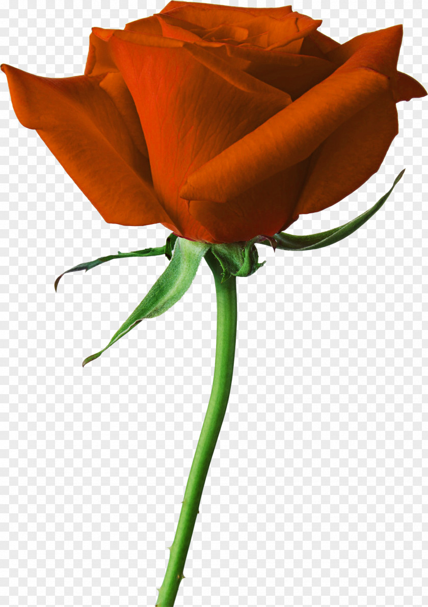 Rose Desktop Wallpaper Clip Art PNG