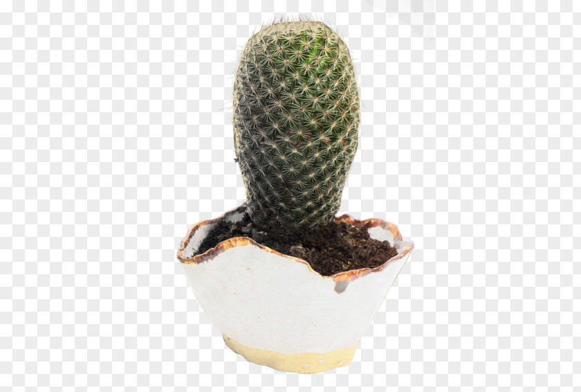 Cactus Image Cactaceae Flowerpot PNG