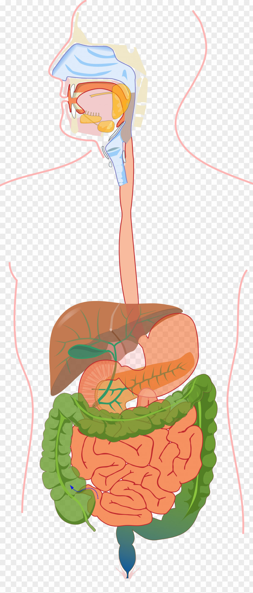 Gastrointestinal Tract Human Digestive System Digestion Endocrine Organ PNG tract digestive system system, organ, clipart PNG