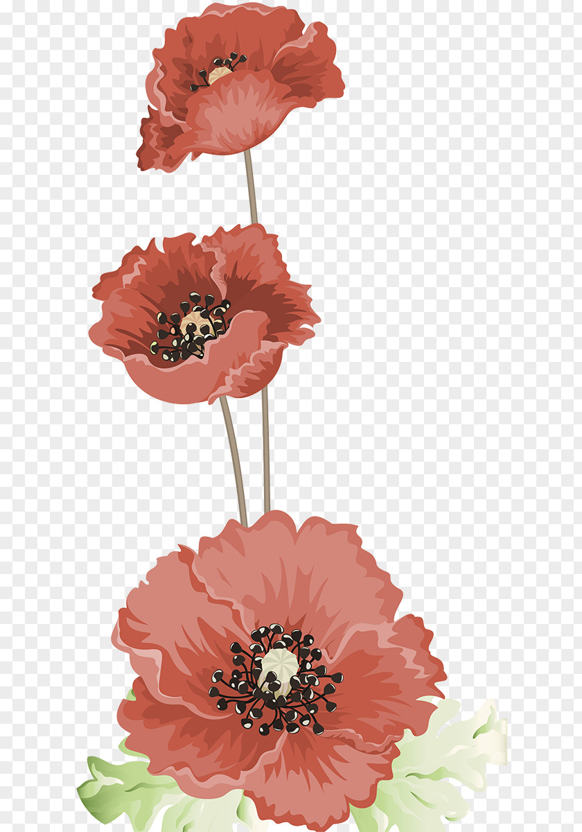 Poppy Psd Wedding Image Photography Flower PNG