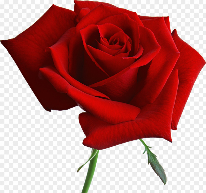 Rose Damask Flower Blue Rosa 'American Beauty' Bhinneka.Com PNG