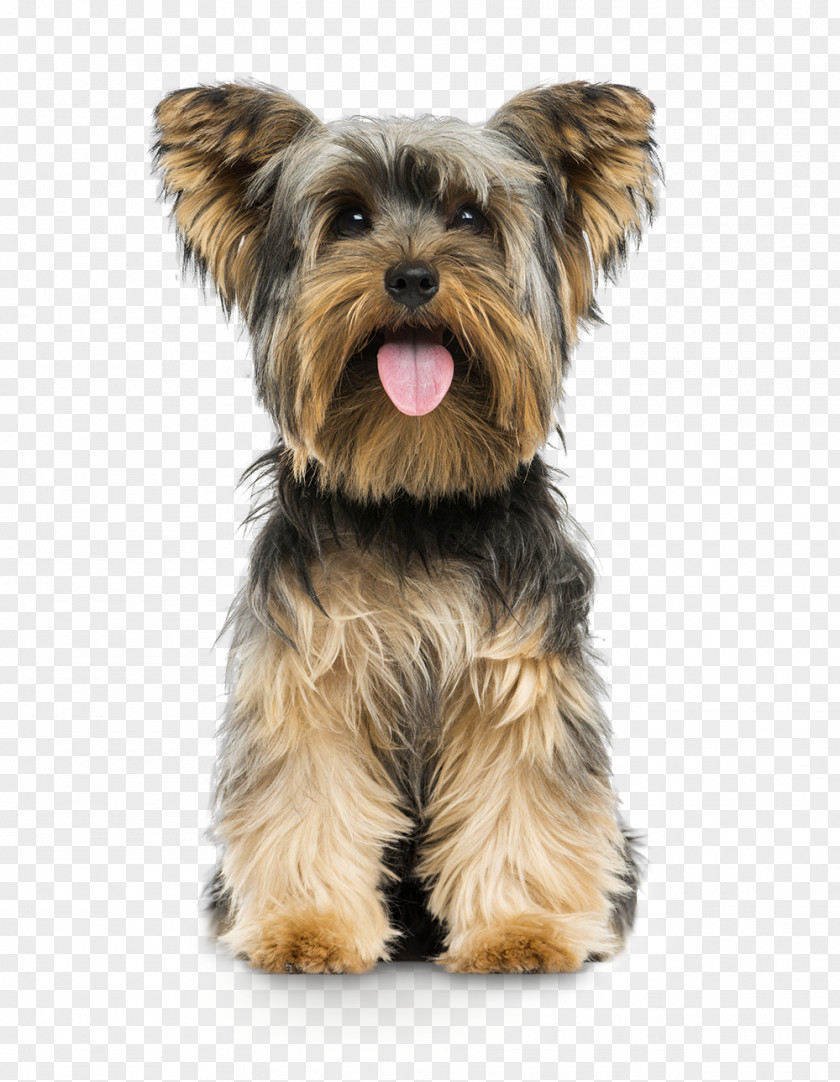Small Terrier Dog Yorkshire Puppy PNG