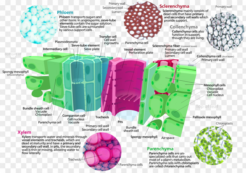 TISSUE Plant Cell Ground Tissue Xylem Type PNG