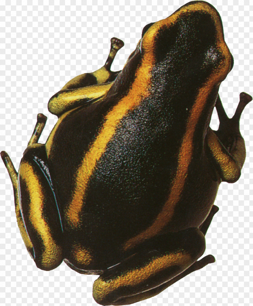 Black Frog Yellow Bar True Toad PNG
