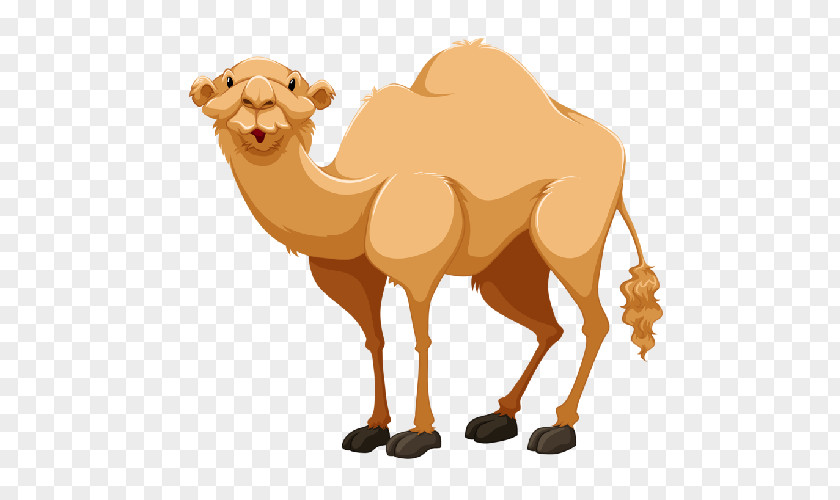 Cartoon Camel Clip Art Bactrian Dromedary Openclipart PNG