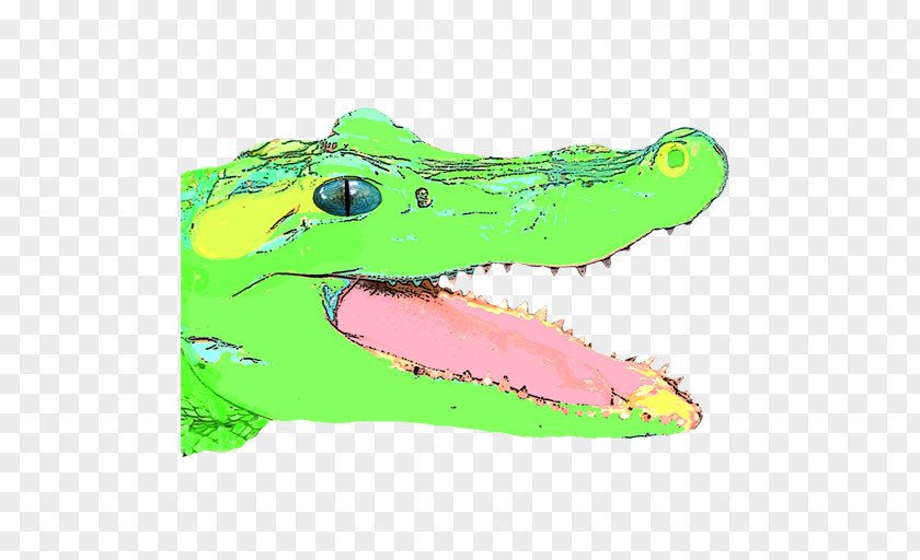 Crocodile Illustration Graphics Shoe Fauna PNG