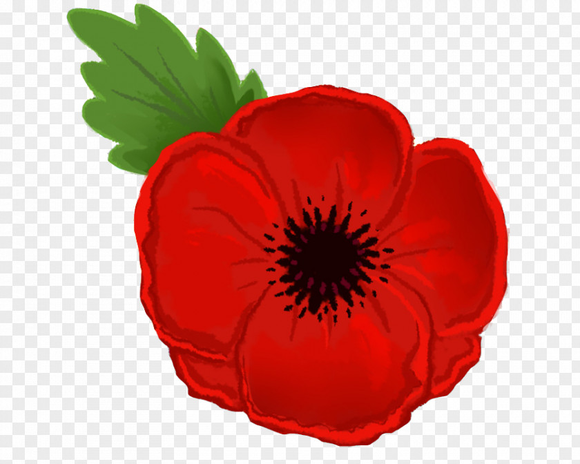 Red Petal Flower Poppy Plant PNG