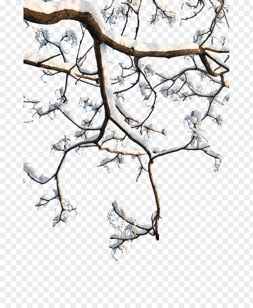 Snow Branch Twig Download PNG
