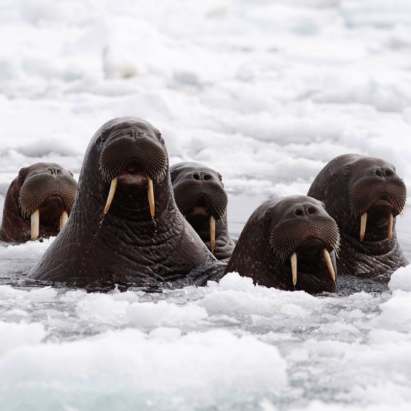 Walrus Alaska Arctic Ocean Chukchi Sea Pinniped PNG
