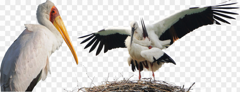 Birds Animals Stork White Bird Animal PNG