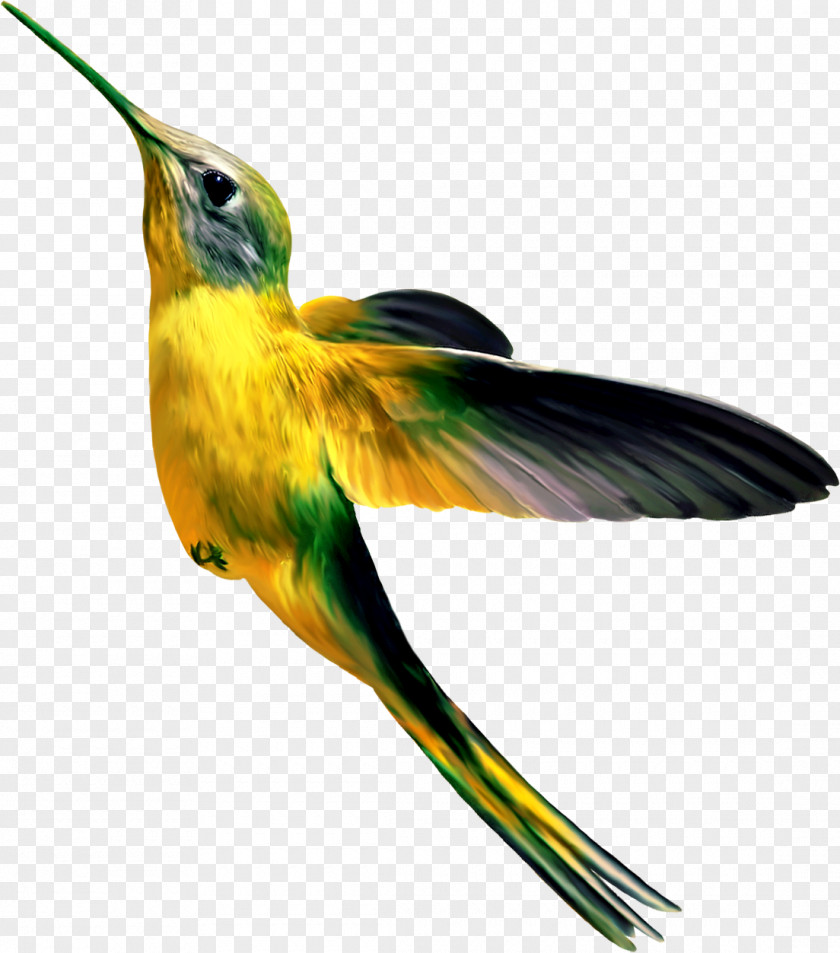 Birds Hummingbird Concepteur PNG