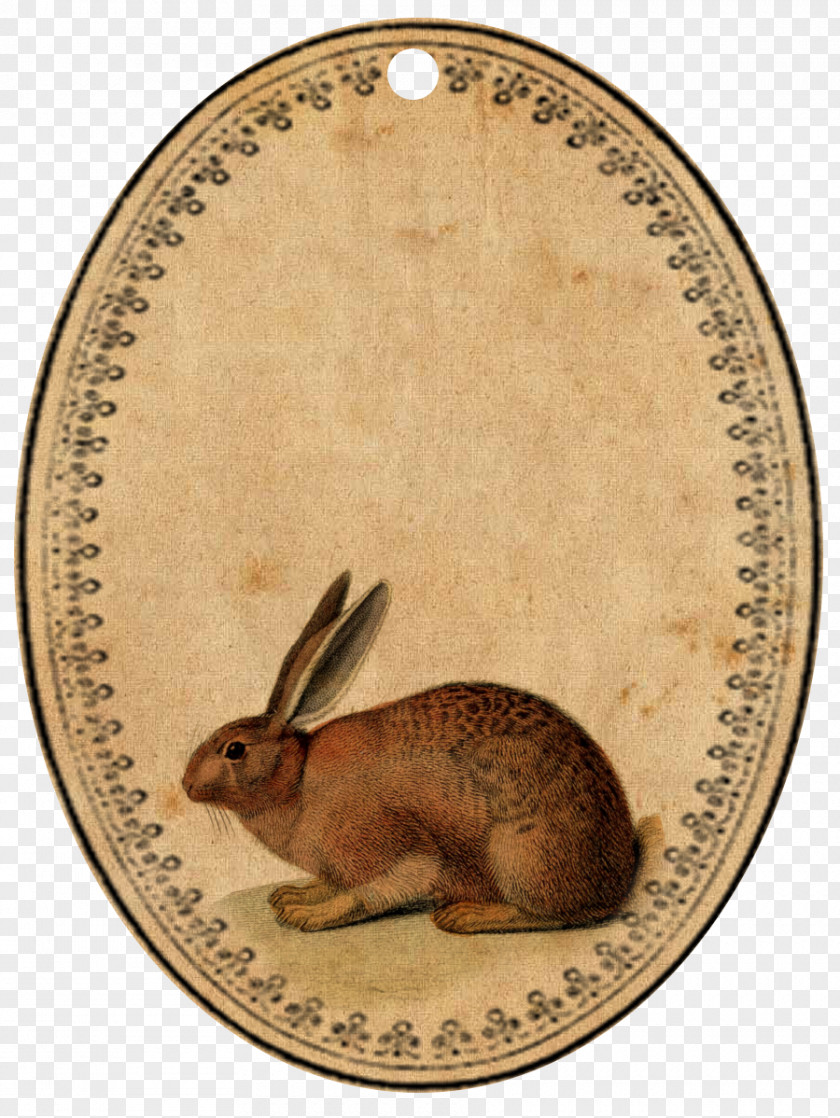 Easter Bunny Vintage Clothing Rabbit PNG