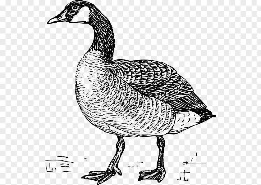 Goose Greylag Duck Bird Drawing PNG