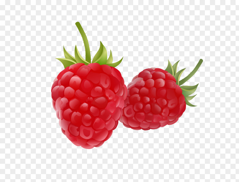 Raspberry Drawing Fruit Clip Art PNG