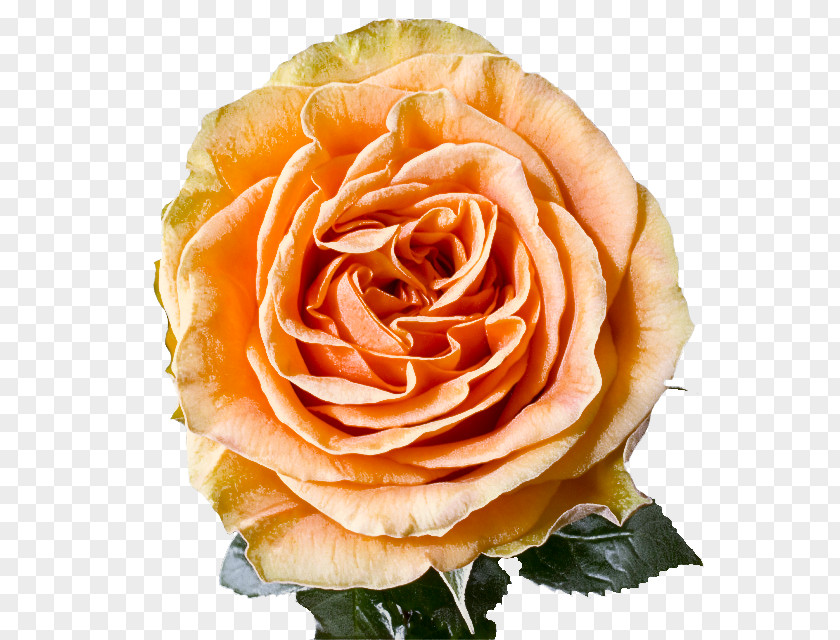 Rose Family Orange Garden Roses PNG