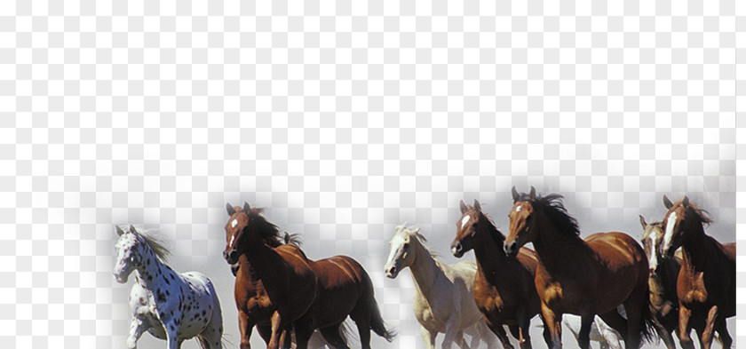 Running Horse Pattern Material Pony High-definition Television Display Resolution Wallpaper PNG
