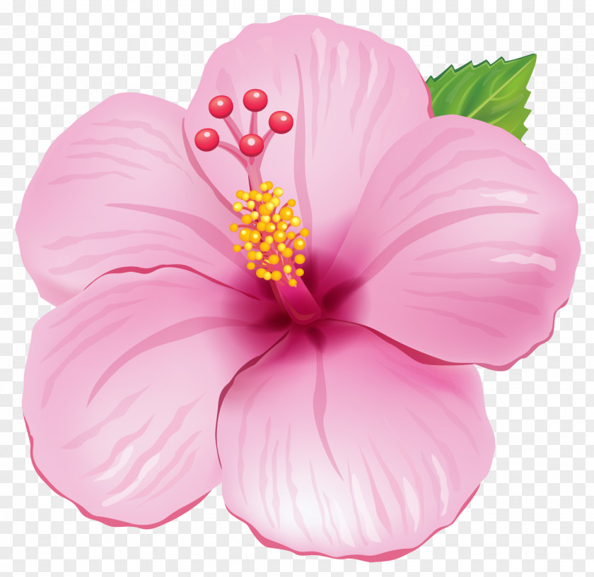 Conch Flower Pink Clip Art PNG